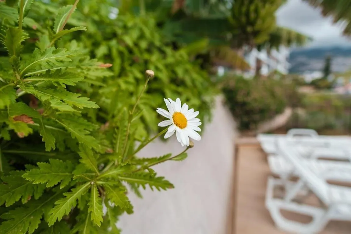 Guestready - The Place To Be Happy In Madeira Funchal  Portugal